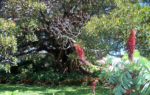 Botanical Gardens Sydney